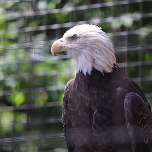 Raptor Ridge - Bald Eagle
