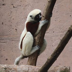 PECO Primate Reserve - Coquerel’s Sifaka