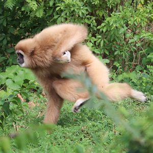 PECO Primate Reserve - White-Handed Gibbon