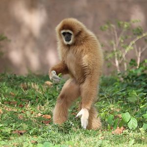 PECO Primate Reserve - White-Handed Gibbon