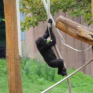 PECO Primate Reserve - Western Lowland Gorilla