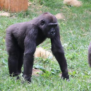 PECO Primate Reserve - Western Lowland Gorilla