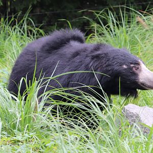 Bear Country - Sloth Bear