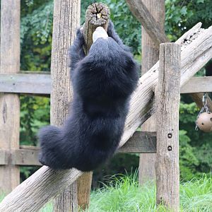 Bear Country - Sloth Bear