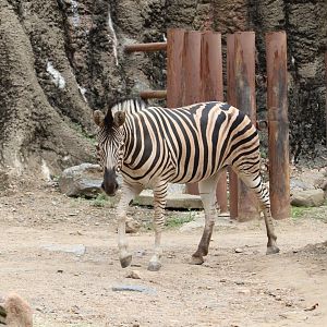 African Plains - Plains Zebra
