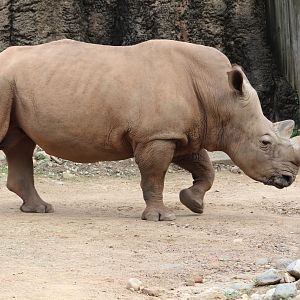 African Plains - Southern White Rhinoceros