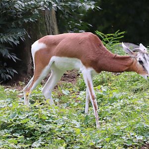African Plains - Mhorr Gazelle