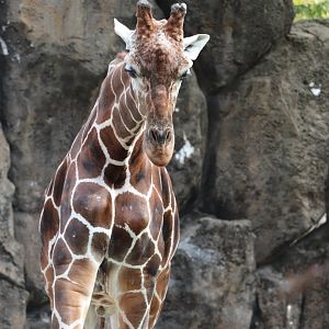 African Plains - Giraffe