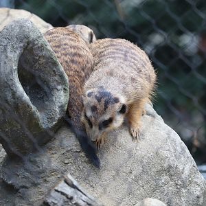 Small Mammal House - Meerkat Maze - Meerkat
