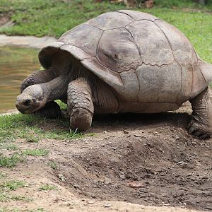 Reptile and Amphibian House - Galapagos Tortoise