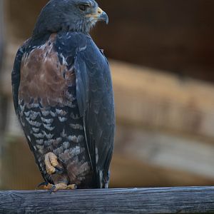 Buteo rufofuscus - Jackal buzzard