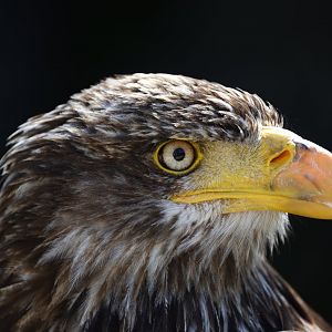 Young bald eagle - Haliaeetus leucocephalus