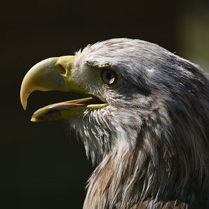 Young bald eagle or adult white-tailed sea eagle?