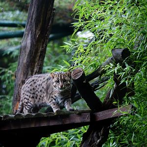 First Fishing Cats in Poland!