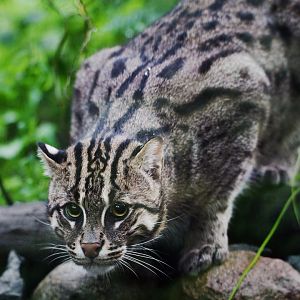 Fishing Cat