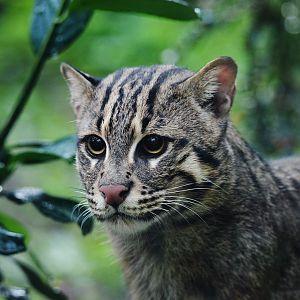 Fishing Cat