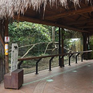 Tayra (Eira barbara) exhibit