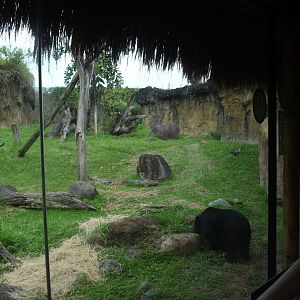 Spectacled bear (Tremarctos ornatus) exhibit