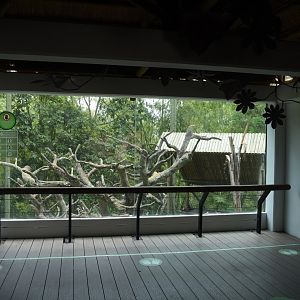 Brown capuchin (Sapajus apella) exhibit