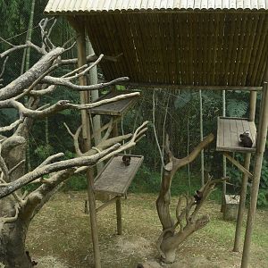 White-fronted capuchin (Cebus albifrons) exhibit