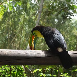 Keel-billed toucan (Ramphastos sulfuratus)
