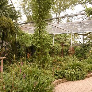 SE-Asian walkthrough aviary