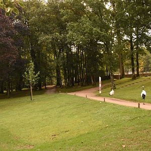 free-ranging Red-crowned cranes