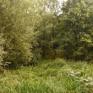 Indian Muntjac enclosure