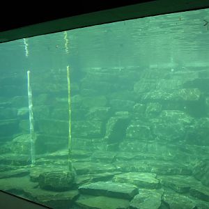 Harbour Seal underwater view