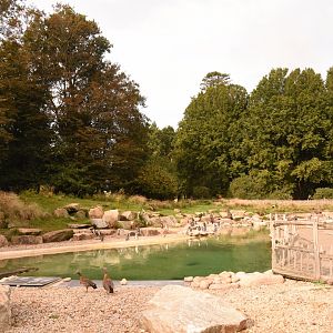 Humboldt's Penguin enclosure (shows 1/2)