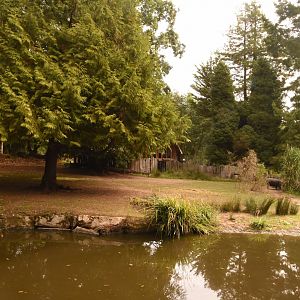 Pygmy Hippo enclosure 1