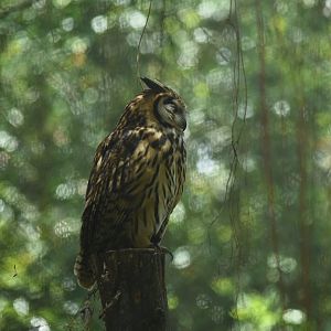 Striped owl (Asio clamator)