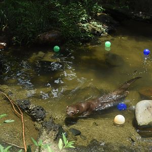 Neotropical river otter (Lontra longicaudis)