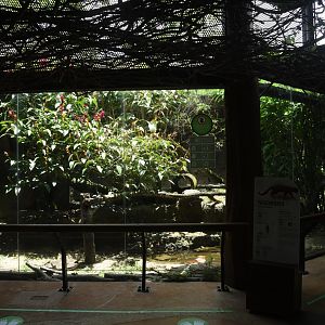 Jaguarundi (Herpailurus yagouaroundi) exhibit