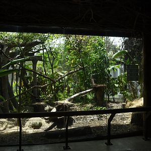 Oncilla (Leopardus tigrinus) Exhibit