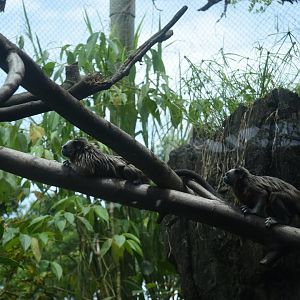 White-footed tamarin (Saguinus leucopus)