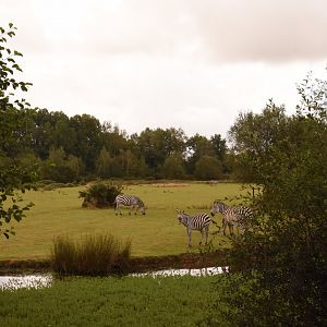 part of African savannah