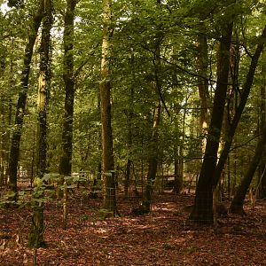 Visayan Warty Pig enclosure