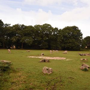 Somali Wild Ass enclosure