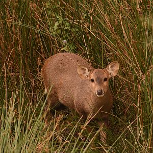 Hog Deer foraging in the tall grass