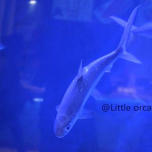 milkfish（Chanos chanos）