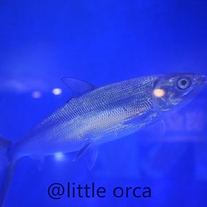 milkfish（Chanos chanos）