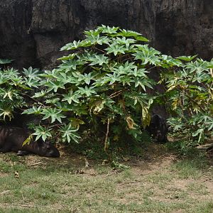 Lowland tapirs (Tapirus terrestris)