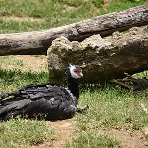 Northern screamer (Chauna chavaria)