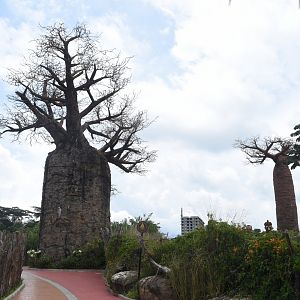 Fake baobab trees