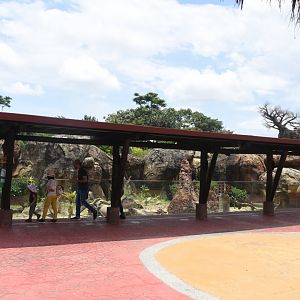 Meerkat exhibit viewing deck