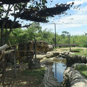 Hamadryas baboon (Papio hamadryas) exhibit