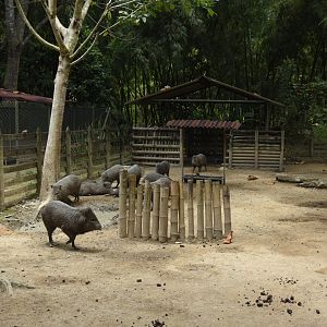 Temporary collared peccary exhibit