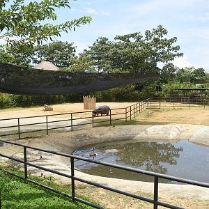 Temporary hippo exhibit