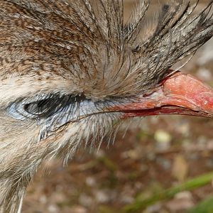 Red-legged Seriema, September 2020